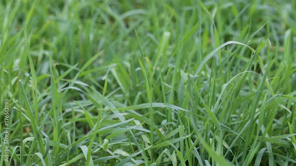 meadow with fresh growing green grass, fresh green background meadow with fresh growing green grass, fresh green background