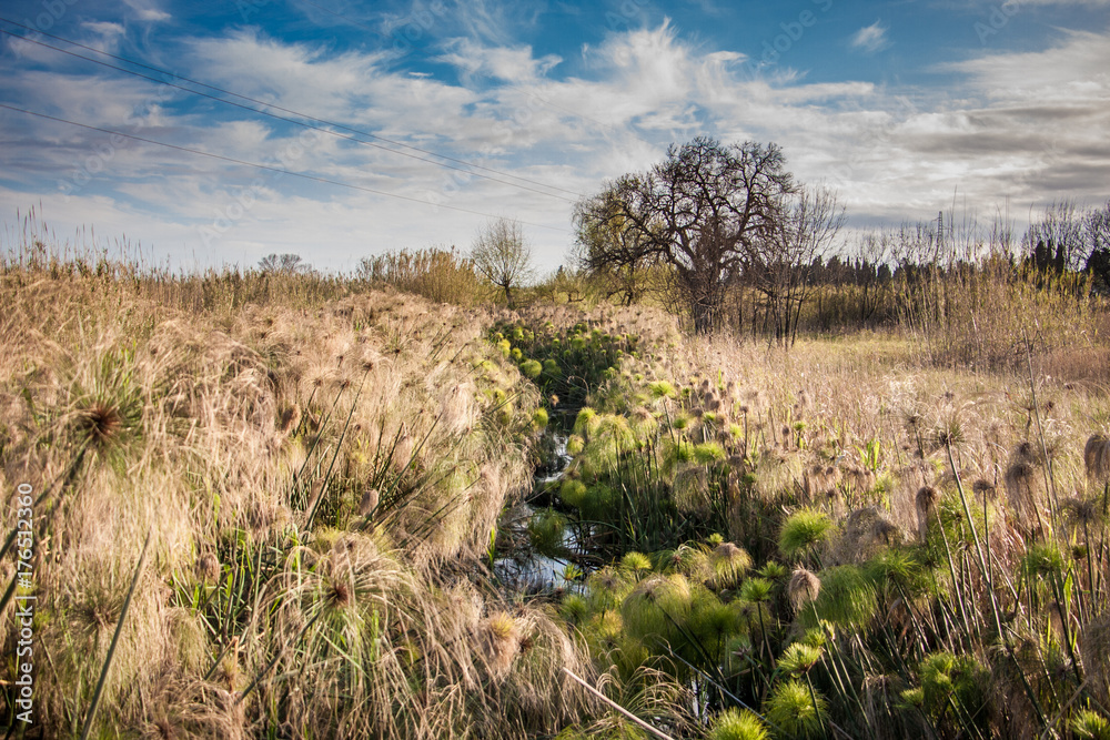 A stream flows between papyrus plants and a leafless tree appears against the blue sky. Siracusa, Sicily A stream flows between papyrus plants and a leafless tree appears against the blue sky. Siracusa, Sicily