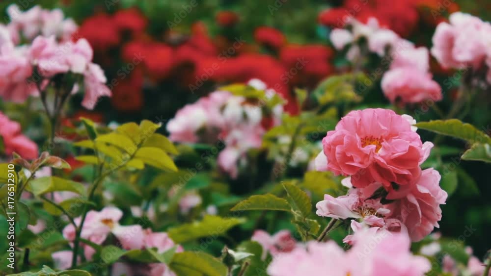 Pink roses in the Park, flower garden, tender roses growing in the garden, flowers with dew on petals, landscaping, shrub rose, nature, rural, beautiful. Pink roses in the Park, flower garden, tender roses growing in the garden, flowers with dew on petals, landscaping, shrub rose, nature, rural, beautiful.