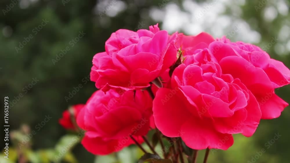 Beautiful lush pink rose in a summer park close view Beautiful lush pink rose in a summer park close view