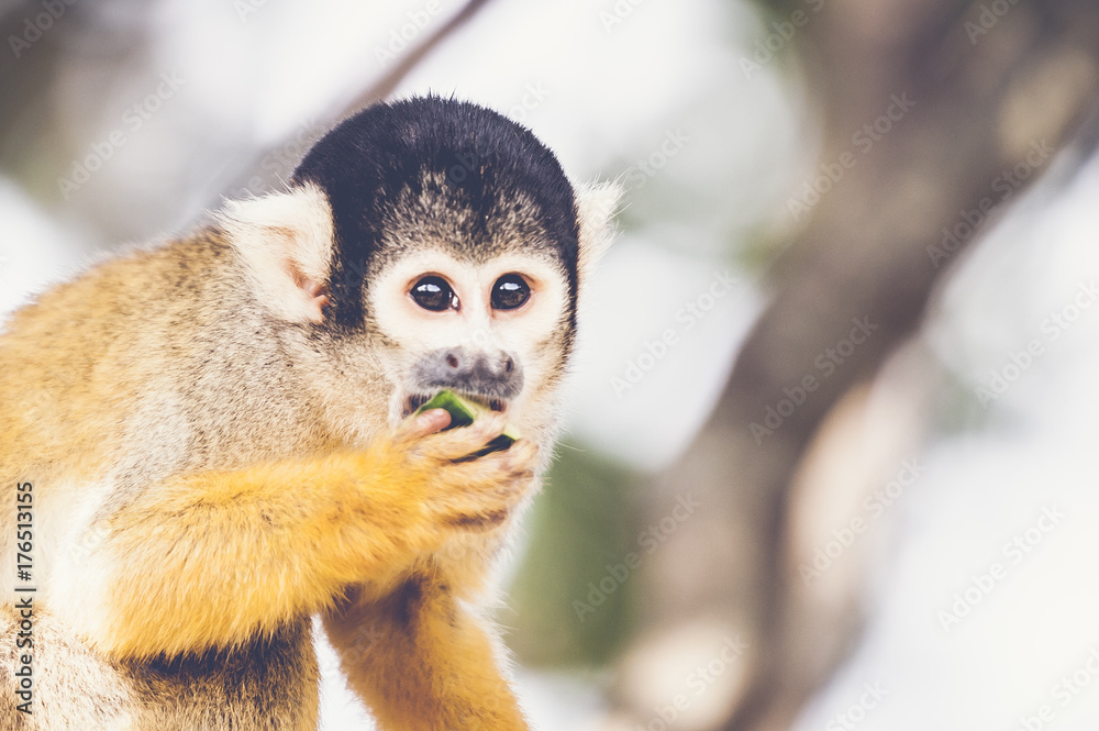 Fototapeta premium Portrait d'un petit singe saimiri