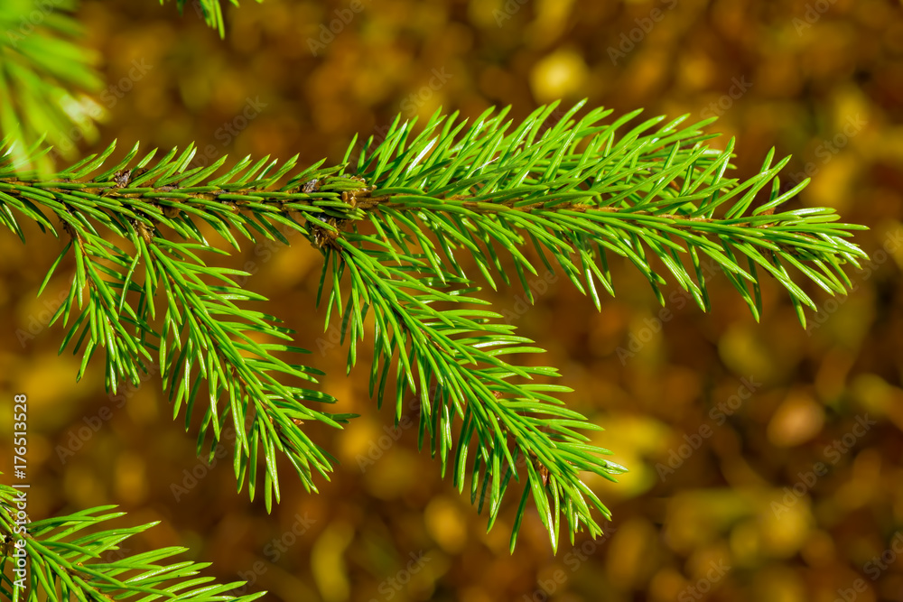 Branch coniferous tree green spruce closeup on the background blur of the leaves of different colors, autumn landscape Branch coniferous tree green spruce closeup on the background blur of the leaves of different colors, autumn landscape