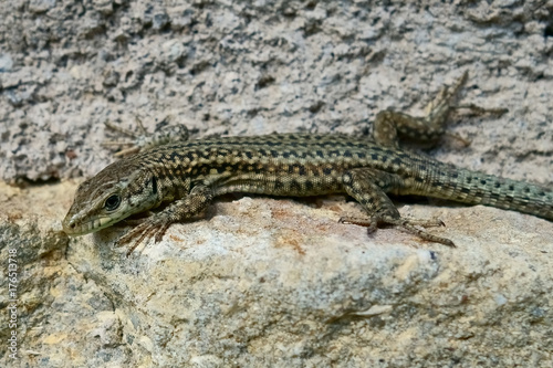 Macro/closeup of an lizard (lacerta) Podarcis muralis picture taken in Spain 