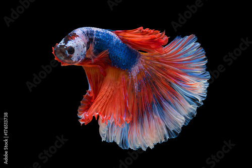 The moving moment beautiful of siam betta fish in thailand on black background.