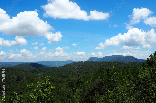 forest on mountain and clear sky view