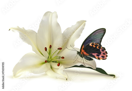 Tranquil Moment with White Lily and Beautiful Butterfly -  white lily head with a red and black butterfly settled on one petal isolated on a white background
 photo