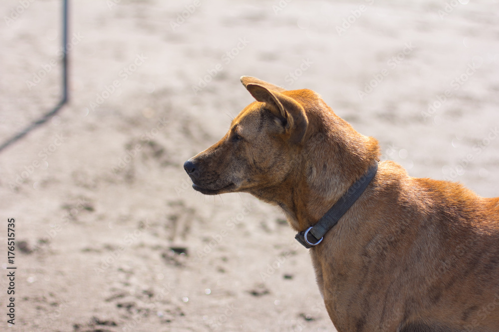 beach dog on the sand beach dog on the sand