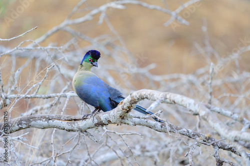 PURPLE CRESTED TAURACO ( Tauraco porphyreolophus). Kwazulu Natal, South Africa.  photo