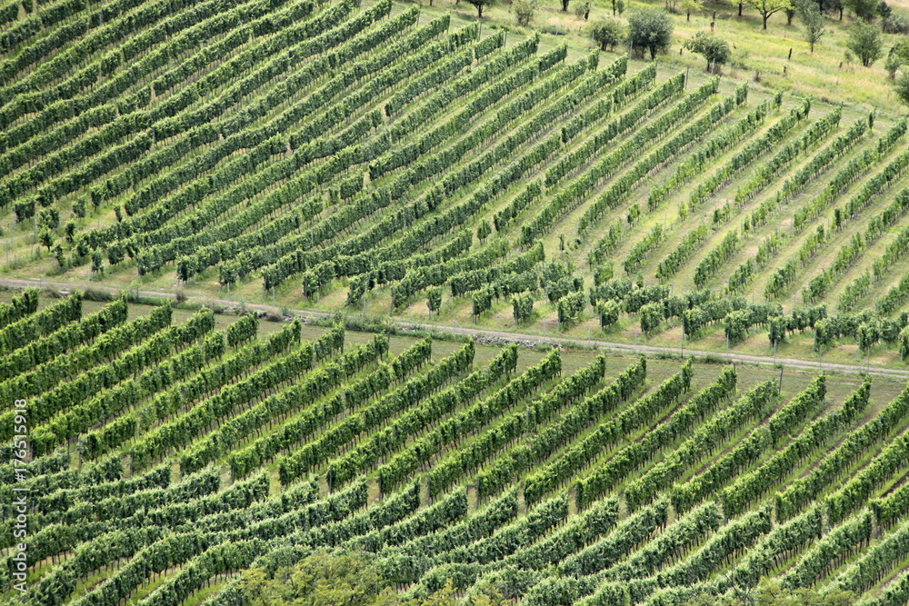 Details of the vineyard from the distance Details of the vineyard from the distance