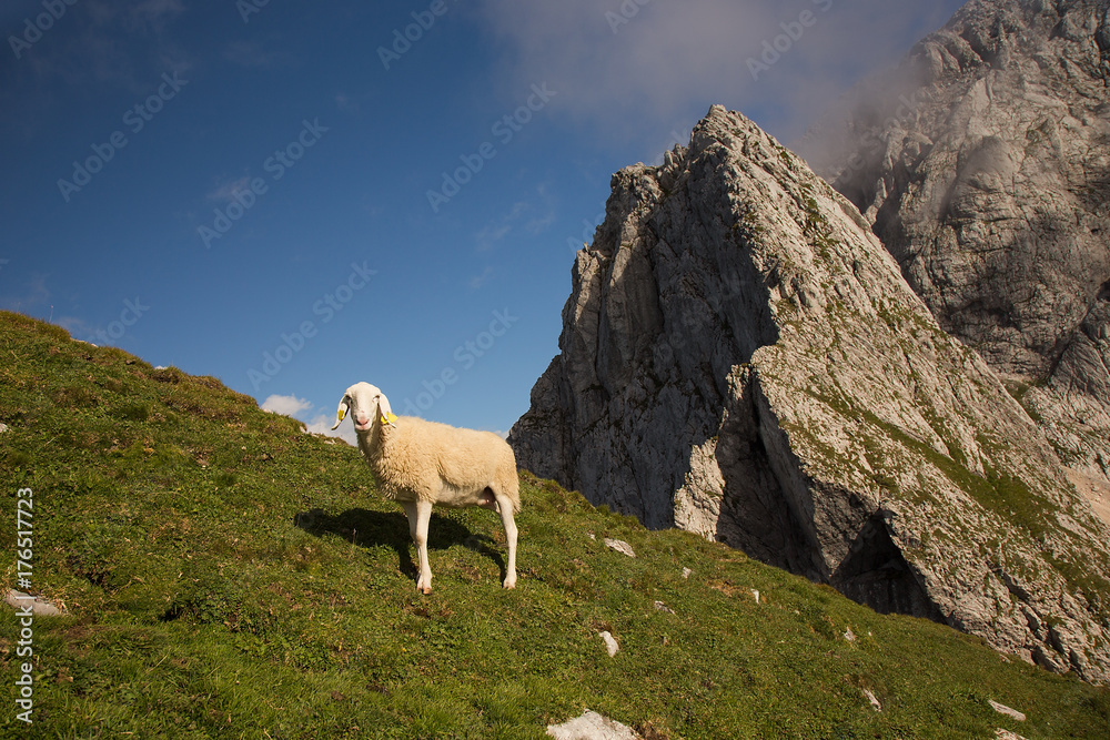 Sheep on mountain meadow - pasture on mountain Mangrt, Triglav National park,  Slovenia
