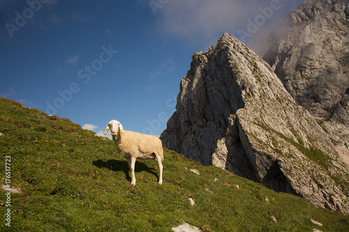 Sheep on mountain meadow - pasture on mountain Mangrt, Triglav National park, Slovenia 