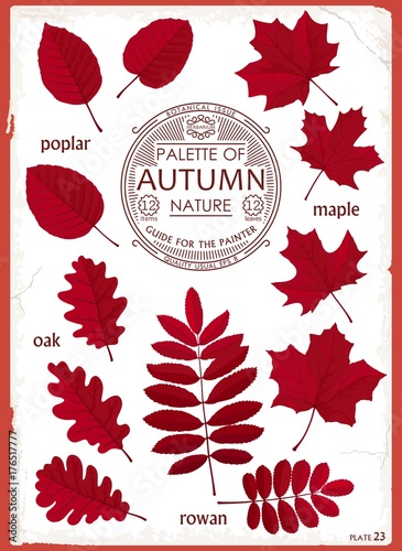 Set of colored leaves different trees. Autumn collection. Creative design for decoration. Vector elements