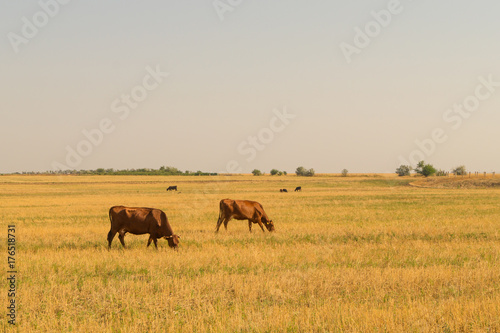 Two brown cows graze on dried pasture