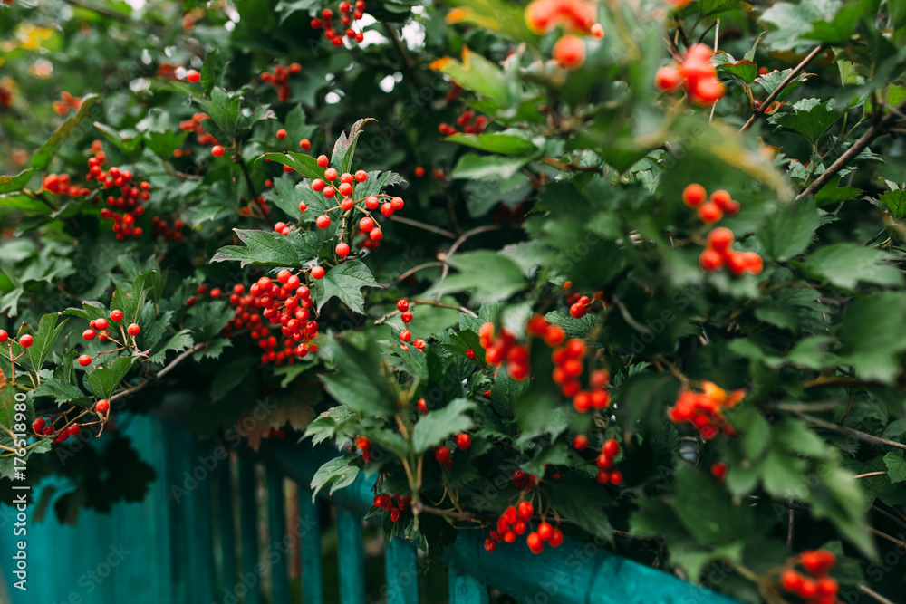 red berries red berries