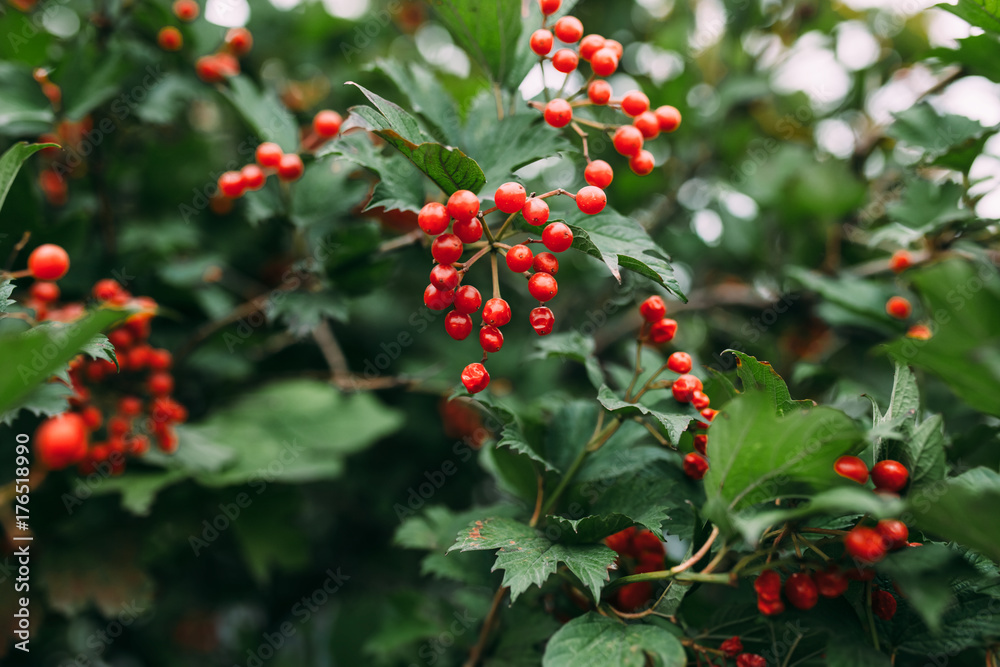 Obraz premium red berries
