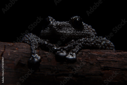 Theloderma ryabovi, rare spieces of frog on black photo