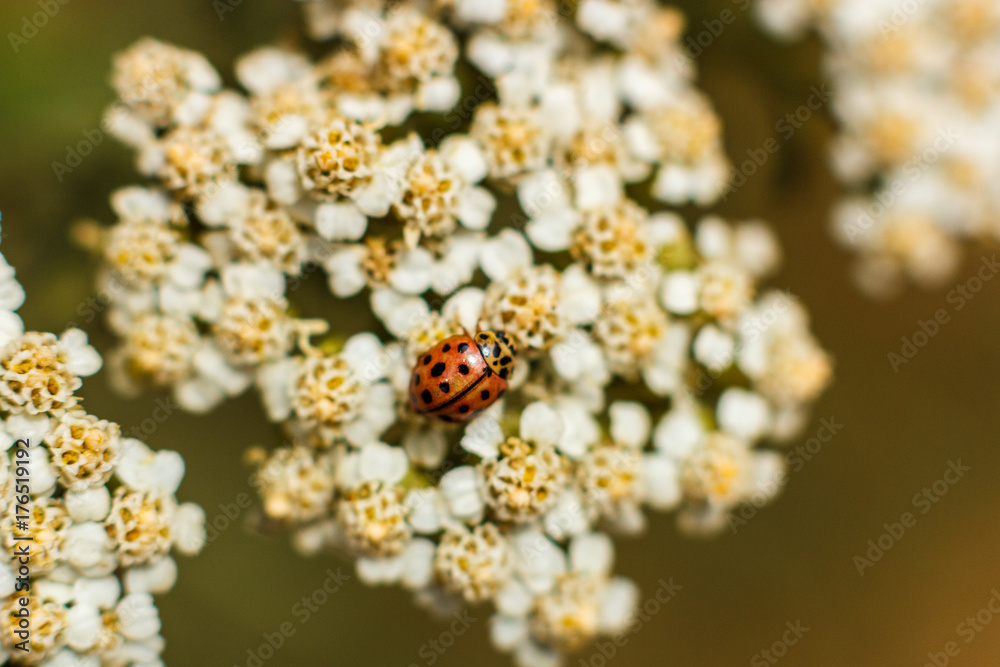 The ladybird sits on top of the flower. Macro photography of the ladybug's many, collecting pollen from the yarrow blossom. Flowers and ladybugs. The ladybird sits on top of the flower. Macro photography of the ladybug's many, collecting pollen from the yarrow blossom. Flowers and ladybugs.
