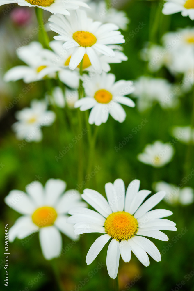Fototapeta premium Chamomile close-up
