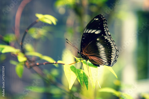 Beautiful brown butterfly sitting on a plant on blurred background. Copy space. Close-up.