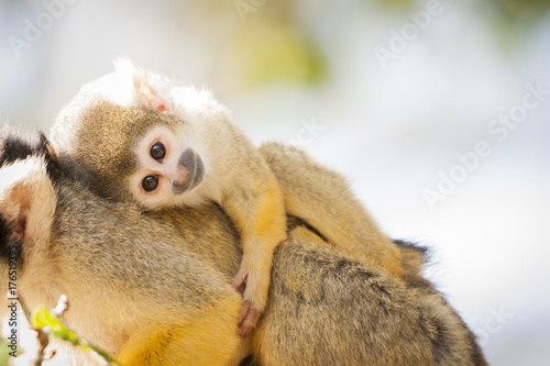Bébé singe saïmiri jaune à tête noire © PicsArt