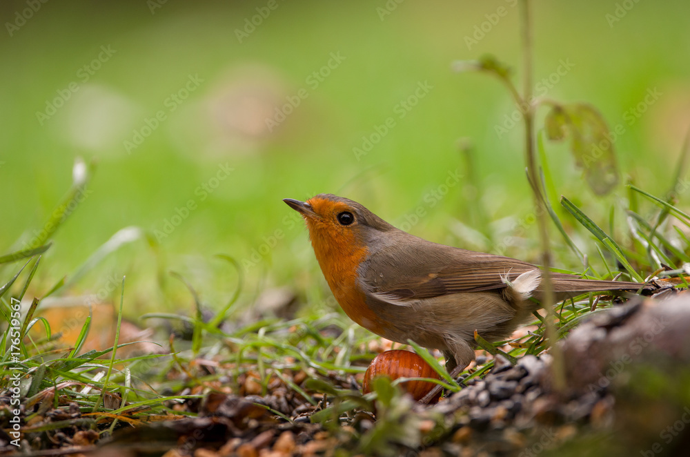 Rotkehlchen