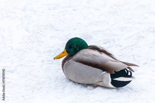 Mallard duck resting on a snow