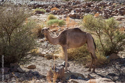 Sahara Camel  © Mussa