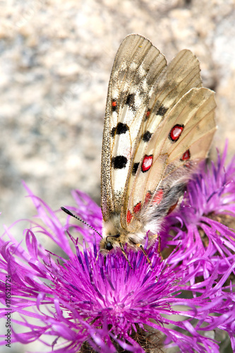 Macrophotographie de papillon - Petit apollon (Parnassius sacerdos) photo