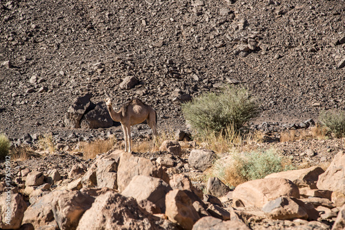 Sahara Camel 