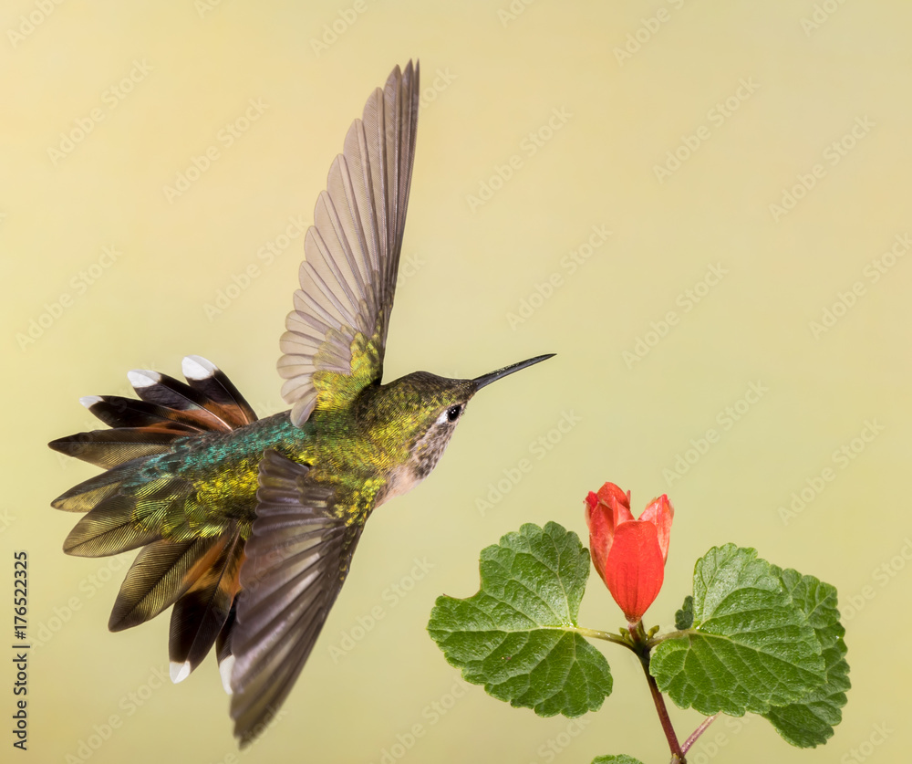 Obraz premium Female Broad-tailed Hummingbird