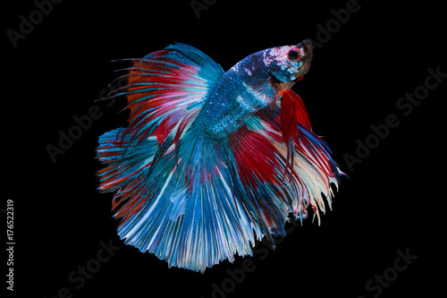 Bild auf Leinwand The moving moment beautiful of siam betta fish in thailand on black background