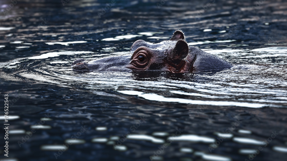 Fototapeta premium Common hippopotamus in the water at twilight (Hippopotamus amphibius) in water with head above surface