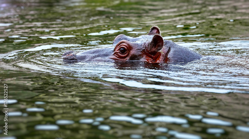 Common hippopotamus in the water (Hippopotamus amphibius) in water with head above surface