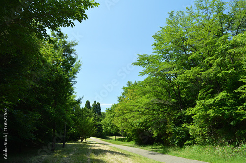 公園の空と森と道
