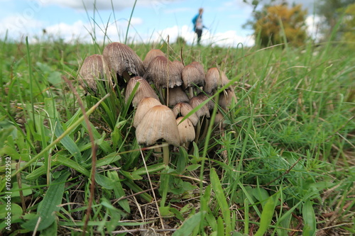 Mushrooms in a pasture