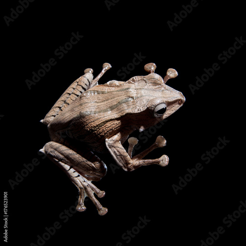 Borneo eared frog on black background © Farinoza