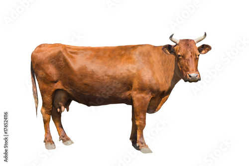 cow