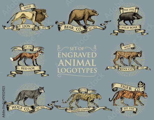 big set of vintage emblems, logos or badges with wild animals tiger, lion king, bobcat lynx leopard and boar, bear and wolf, red fox hand drawn, engraved