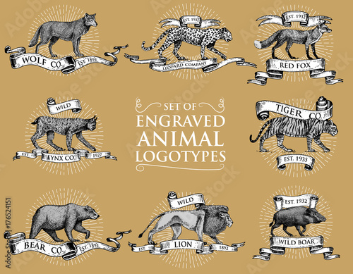 big set of vintage emblems, logos or badges with wild animals tiger, lion king, bobcat lynx leopard and boar, bear and wolf, red fox hand drawn, engraved