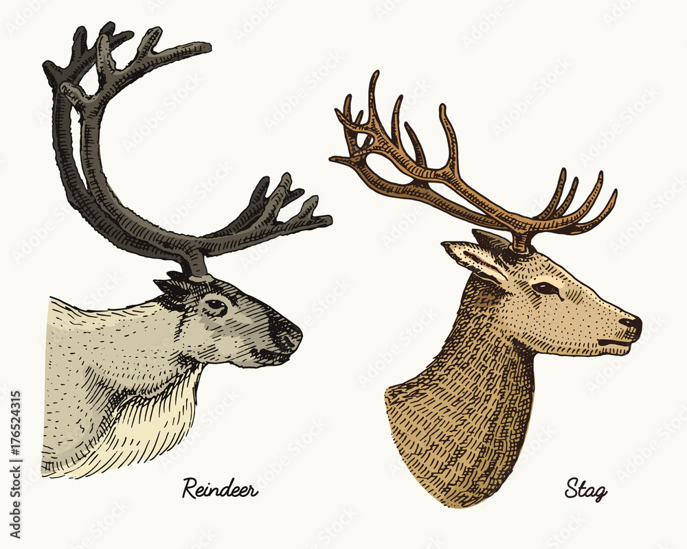 reindeer and stag deer vector hand drawn illustration, engraved wild animals with antlers or reindeer and stag deer vector hand drawn illustration, engraved wild animals with antlers or