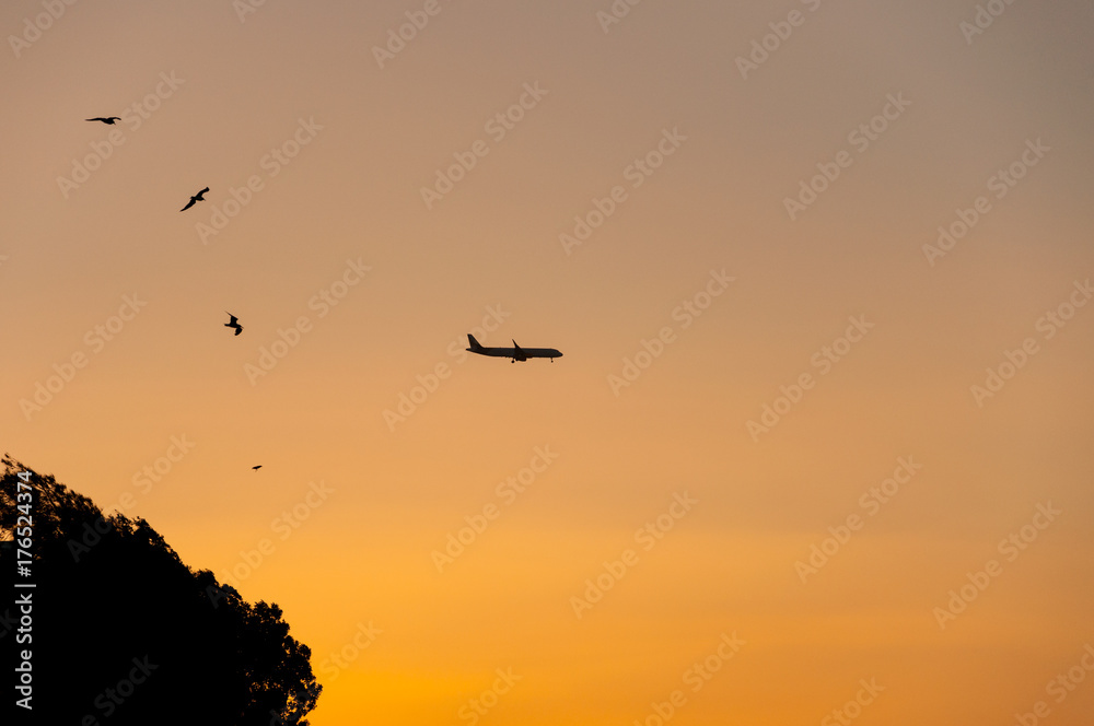 Airplane on sunset background and birds flying in the sky