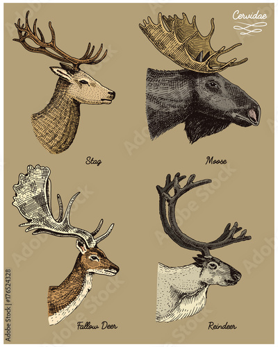 reindeer, moose, eurasian elk, doe roe deer and stag vector hand drawn illustration, engraved wild animals with antlers or horns vintage looking heads side view