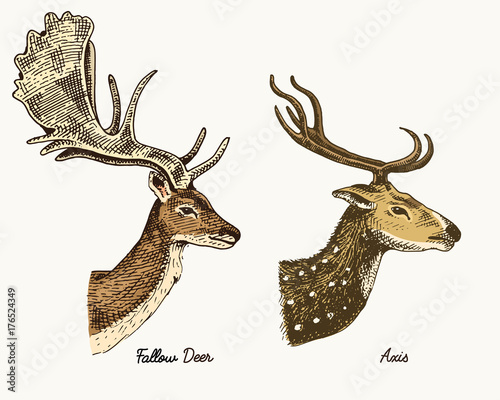 roe deer or doe, axis or indian dotted vector hand drawn illustration, engraved wild animals with antlers or horns vintage looking heads side view