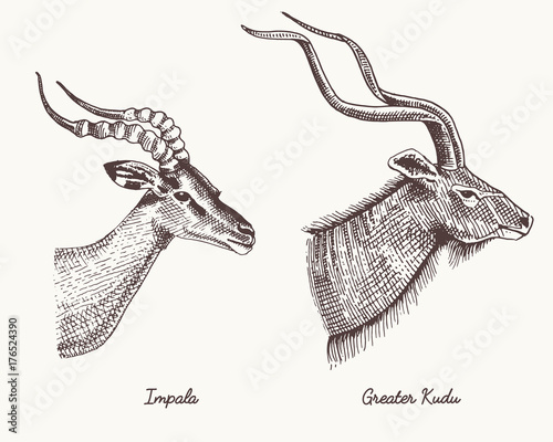 antelopes impala and greater kudu vector hand drawn illustration, engraved wild animals with antlers or horns vintage looking heads side view