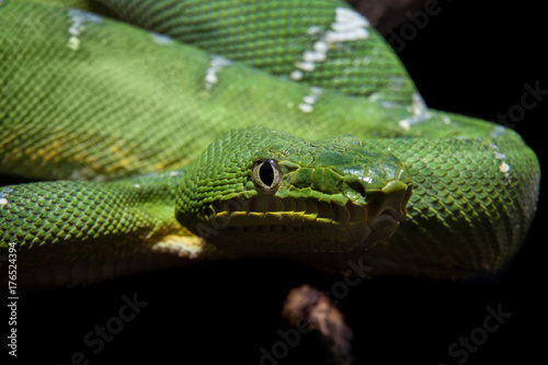 Emerald tree boa on black