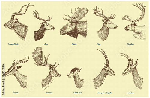 Big set of Horn, antlers Animals moose or elk with impala, gazelle and greater kudu, fallow deer reindeer and stag, doe or roe deer, axis and dibatag hand drawn, engraved