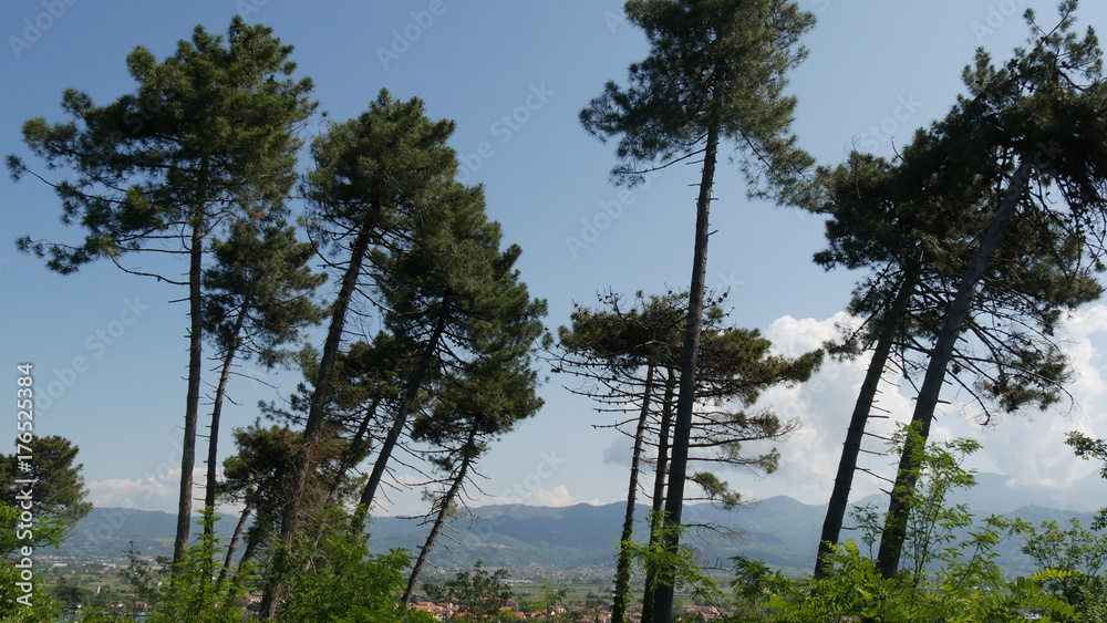 Obraz premium Pini marittimi in Liguria