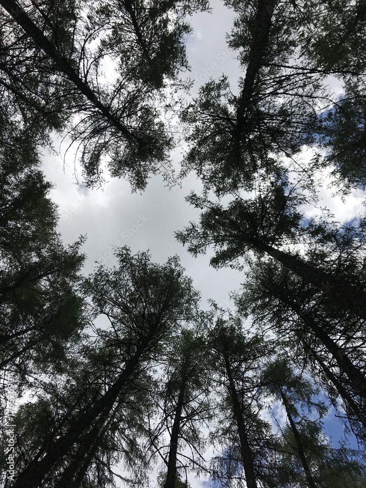 Tree Tops Tree Tops
