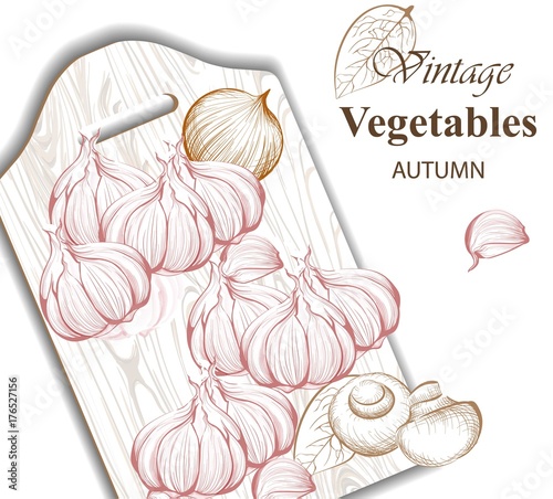 Vintage garlic Background Vector. Line art graphic style illustrations
