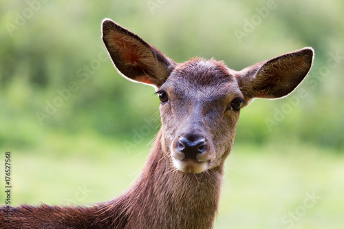 Fototapeta Naklejka Na Ścianę i Meble -  portrait of femal red deer (doe)